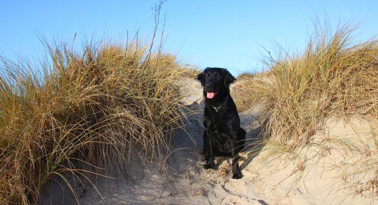 Hond in de duinen